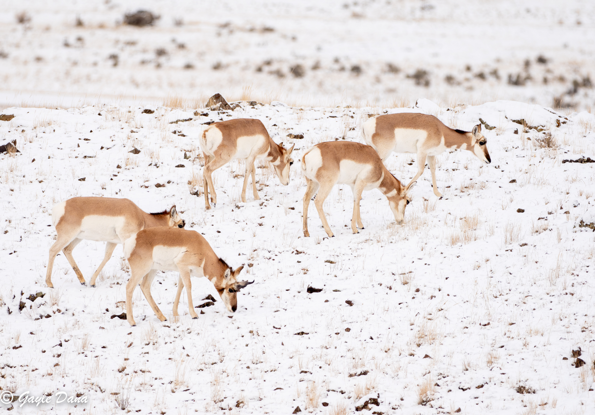 Pronghorn 5 in group
